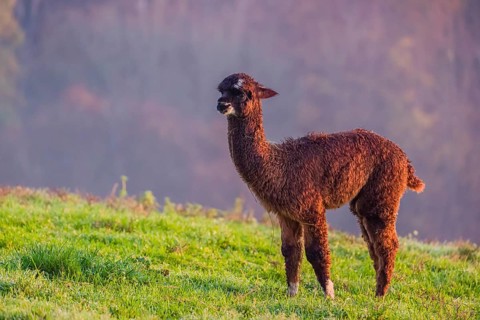 A young brown Alpaca (Vicugna pacos) stands on a green meadow