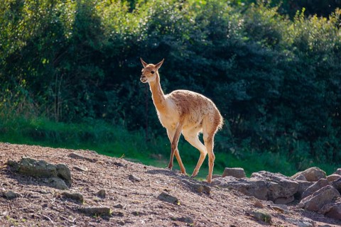 A vicuna (Lama vicugna) walks across the a rocky slope in a backlit scene