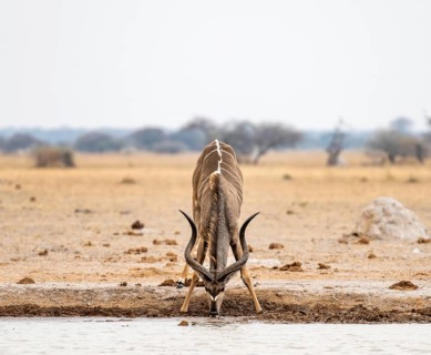 Greater kudu (Tragelaphus strepsiceros), adult male drinking at a waterhole, Nxai Pan National