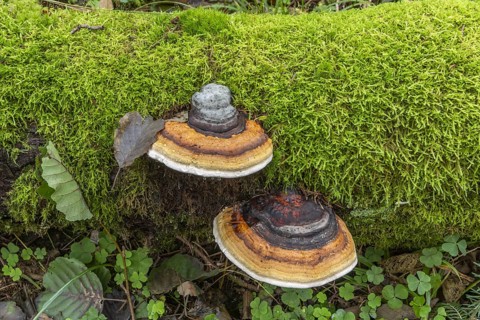 Two mushrooms growing on a bed of moss. The mushrooms are brown and white. The moss is green and