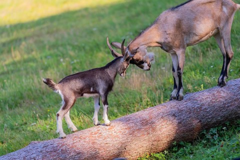 One Tauernschecke goatling, Capra aegagrus hircus, playing with older sibling on a tree trunk lying