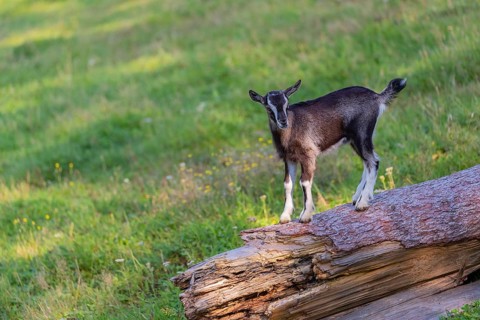 One Tauernschecke goatling, Capra aegagrus hircus, standing on a tree trunk lying on meadow
