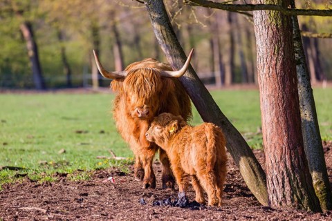 One Highland cow (Bos primigenius) taurus) and her calf stand on a meadow. A forest is in the