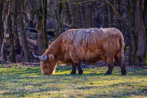 One Highland cow (Bos (primigenius) taurus) stands grazing on a meadow. A forest in the background