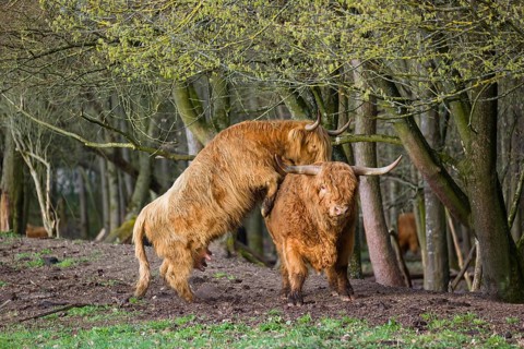 A Highland Cow (Bos (primigenius) in heat mounts a bull