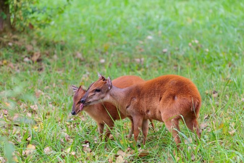 A female red forest duiker, Natal duiker or Natal red duiker (Cephalophus natalensis) stands with