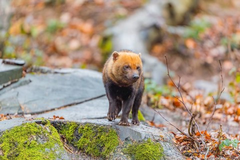 One Bush dog (Speothos venaticus) walking thru deforested area with dead leaves on the hilly ground