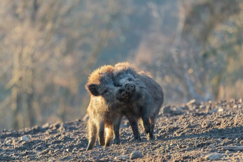 Two young wild boars (Sus scrofa) play fighting and dominance on a frozen field on a sunny day. A