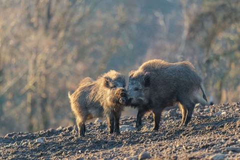 Two young wild boars (Sus scrofa) play fighting and dominance on a frozen field on a sunny day. A