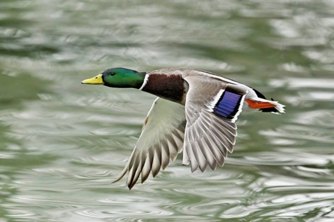 Mallard (Anas platyrhynchos), drake in flight, Switzerland, Europe