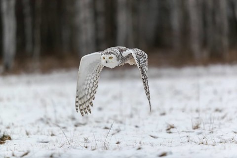 One snowy owl, Bubo scandiacus, Bubo scandiaca, Nyctea scandiaca flying over a snowy meadow with a