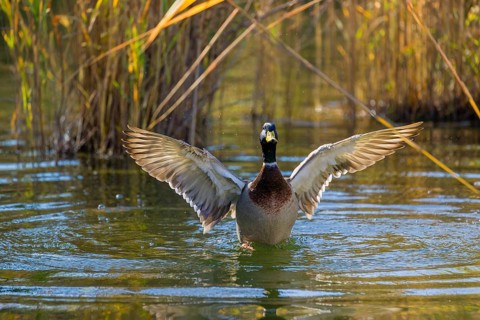 A male mallard or wild duck (Anas platyrhynchos) bathes in a pond, flapping its wings