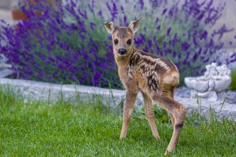A fawn (Capreolus capreolus), standing in a garden. Hand raised orphan