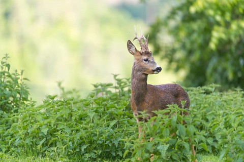 One male Roe Deer, Roe buck (Capreolus capreolus), standing in a thicket of stinging nettle. Some