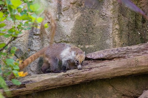 A white-nosed coati (nasua narica) looks for food in the undergrowth of a forest