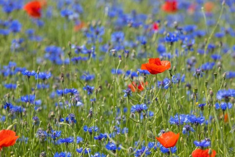Cornflowers (Centaurea cyanus) and poppies (Papaver) blooming at the edge of a faded rape field