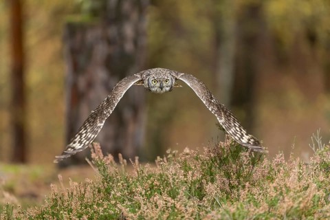 One spotted eagle-owl (Bubo africanus) flying thru a forest. Trees and leaves in the background
