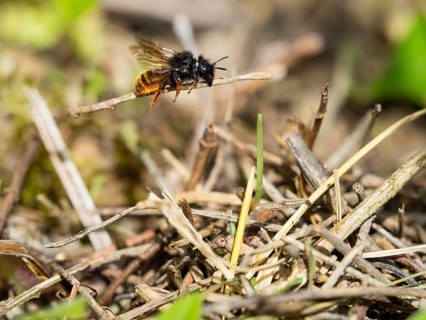 Red-tailed Mason Bee (Osmia bicolor), adult insect, in flight, transporting a twig, hovering above