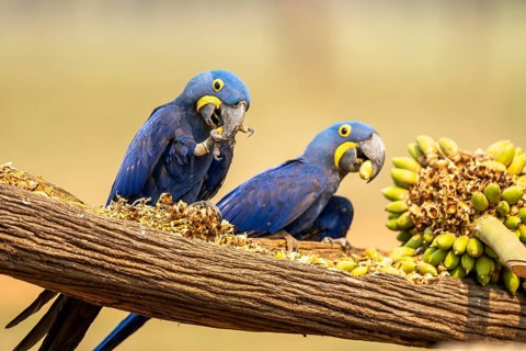 Hyacinth macaws (Anodorhynchus hyacinthinus), eating palm fruits, South Pantanal, Aquidauana,