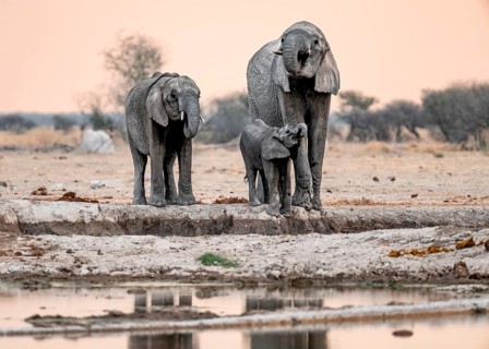 African elephant (Loxodonta africana), mother with young, drinking at a waterhole, at sunset, Nxai