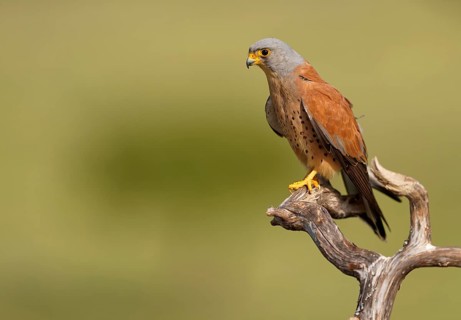Male lesser kestrel (Falco naumanni) on its perch, Extremadura, Spain, Europe