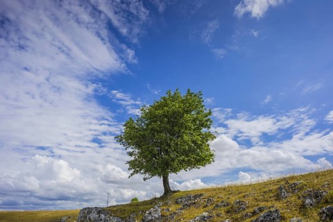 Willow beech (Fagus sylvatica), Eselsburg Valley, Swabian Alb, Baden-Württemberg, Germany, Europe