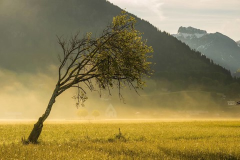 Wetterbuche (Fagus sylvatica), Lorettowiesen, Oberstdorf, Allgaeu, Bavaria, Germany, Europe