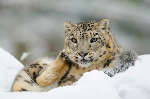 A snow leopard lies relaxed in the snow and appears calm, Snow leopard (Panthera uncia), captive