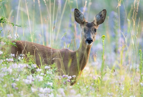 Roe deer (Capreolus capreolus), doe standing in a meadow with clover (Trifolium), wildlife,