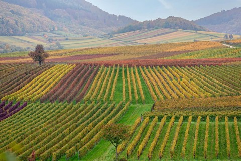 Hilly wine landscape with coloured rows and light fog, Southern Palatinate, Palatinate,