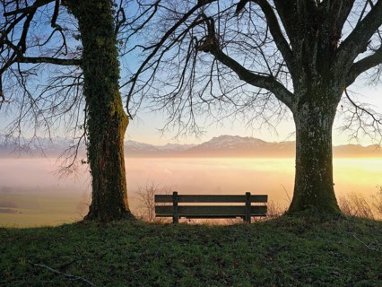 Bench between two trees, Pilatus and the snow-covered Alps in the background above the sea of fog,