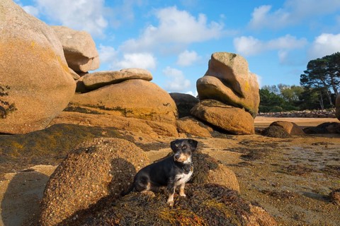A small dog sits between large rocks on the beach, Baie de Sainte-Anne, Trégastel, Tregastel, Côte