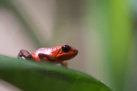 Strawberry frog (Oophaga pumilio), Tortuguera National Park, Costa Rica, Central America