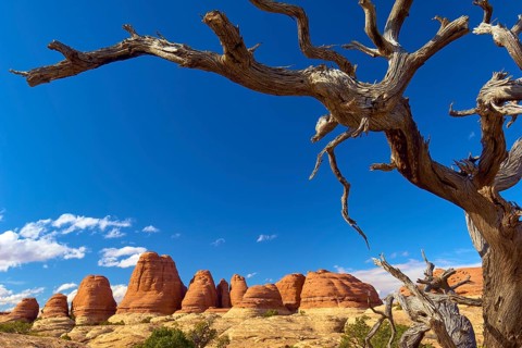Dry tree in front of red rocks and clear blue sky in a rocky landscape, Canyonlands National Park,