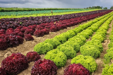 Soest, Sauerland, North Rhine-Westphalia, Germany - Vegetable cultivation, lettuce plants grow in