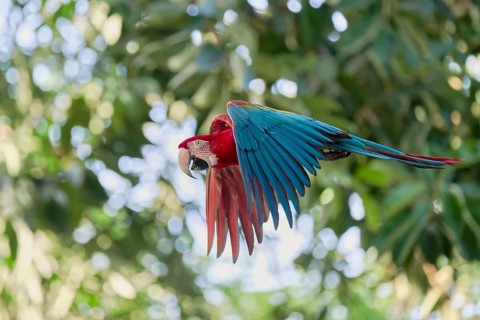 Scarlet Macaw in flight (Ara macao) Colombia