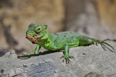 Frontal lobe basilisk female eats scorpion (Basiliscus plumifrons) Costa Rica