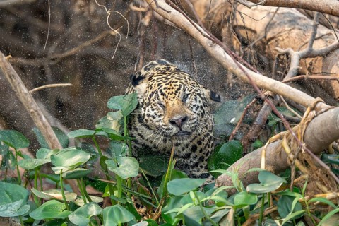 Jaguar (Panthera onca), shaking the water out of its fur, North Pantanal, Poconé, Mato Grosso,