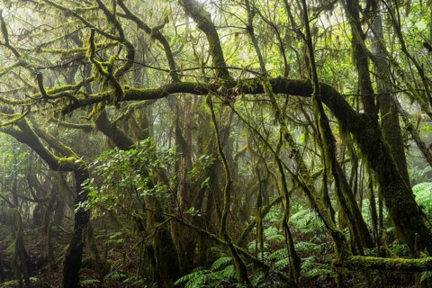 Laurel trees with mosses and lichens. Garajonay National Park, La Gomera, Canary Islands, Spain,