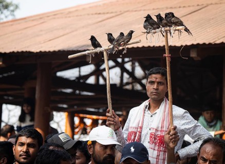 Hajo, India. 15 January 2024. Bird owners hold red-vented bulbuls before fighting during a