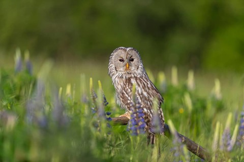 One Ural owl (Strix uralensis) sitting on a branch lying in a field of flowering lupines in late