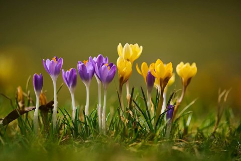 Spring Crocus or Giant Crocus (Crocus cultivars) flowering colourful in spring on a meadow,