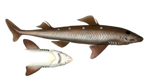 Fish, Fish, Shark genus from the spiny dogfish family, Squalus acGenus of the bannerfish, Anthias,