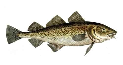 Fish, Fish, Cod family, Gadus morhua, Cod fish, Historical, digitally restored reproduction from a