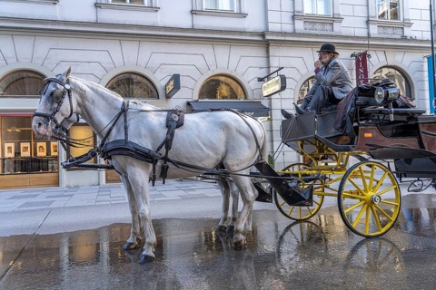 Coachman waiting for customers, Vienna, Austria, Europe