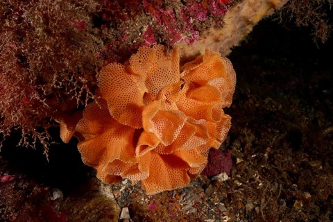 Orange-coloured coral-like structure with net texture, Neptune veil (Reteporella grimaldii)