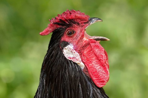 Rooster of the Alsatian hen breed (Gallus gallus f. dom.), blue-fringed colour, with a rose comb