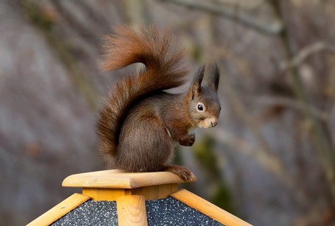 Eurasian red squirrel (Sciurus vulgaris), sitting on a bird feeder, Stuttgart, Baden-Württemberg,