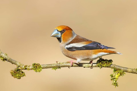 Hawfinch (Coccothraustes coccothraustes), male, with blue decorative feathers and grey-blue beak,