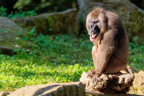 An adult male drill (Mandrillus leucophaeus) sits on a rock on the forest floor and enjoys the